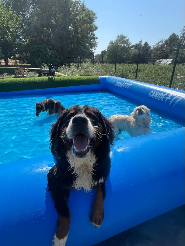 À Toulouse, cette garderie canine installe une piscine pour rafraîchir les chiens - illustration 1