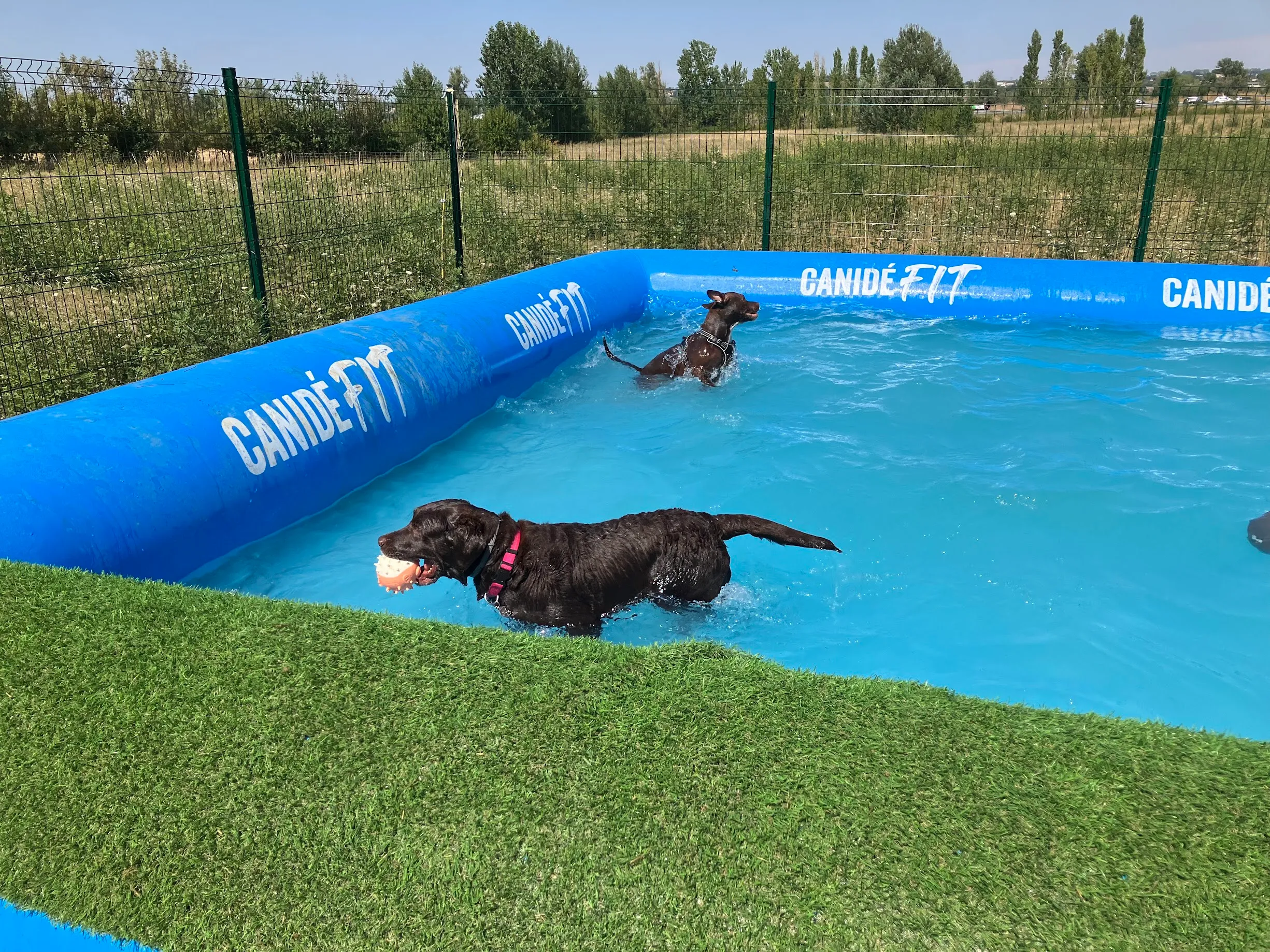 À Toulouse, cette garderie canine installe une piscine pour rafraîchir les chiens