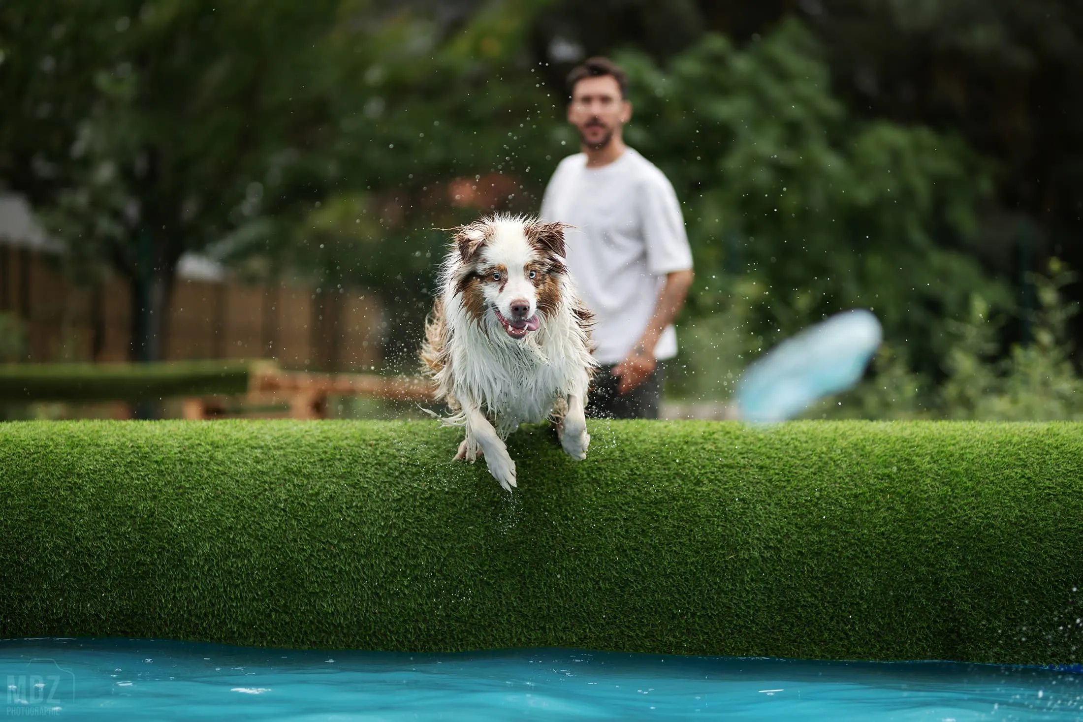 À Toulouse, cette garderie canine installe une piscine pour rafraîchir les chiens - illustration 1