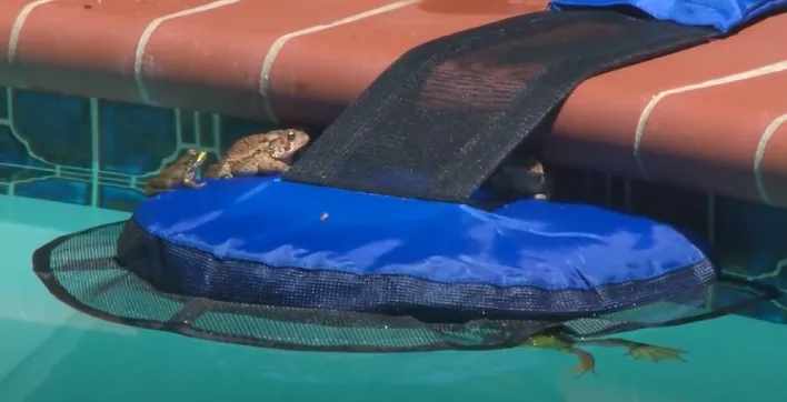 FrogLog : une rampe pour aider les animaux à sortir seuls des piscines