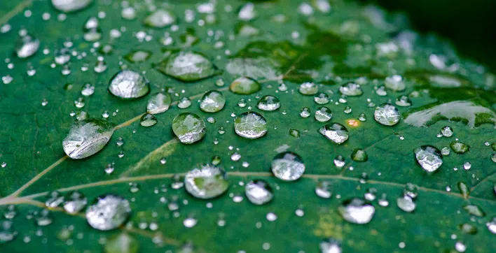 Récupérer son eau de pluie : vrai bon plan ou parcours du combattant ?