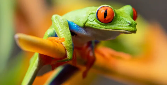 Insolite : Il construit une piscine pour une grenouille
